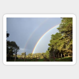 Rainbow in the Vineyard by  Avril Thomas Sticker